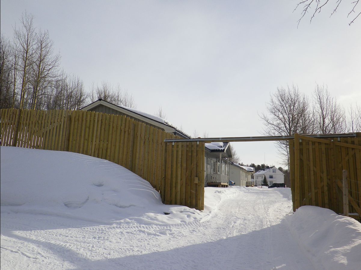 Dogs sledge09